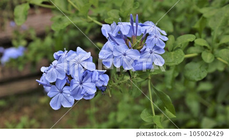 [Video included] Rurimatsuri flower 105002429