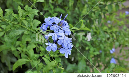 [Video included] Rurimatsuri flower 105002434