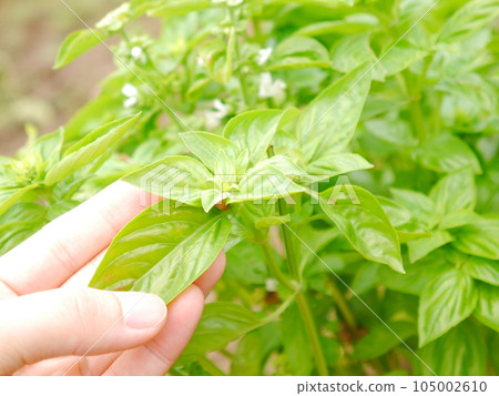 田間新鮮羅勒 105002610