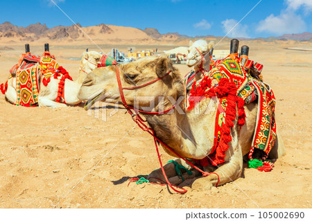 Harnessed cute riding camels resting in the desert, Al Ula, Saudi Arabia 105002690