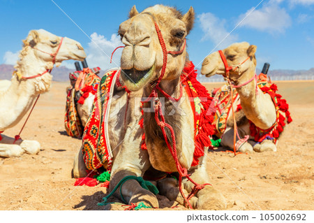 Harnessed cute riding camels resting in the desert, Al Ula, Saudi Arabia Harnessed cute riding camels resting in the desert, Al Ula, Saudi Arabia 105002692