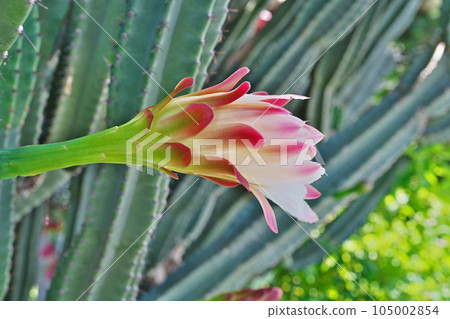 Pink columnar cactus flowers (summer, July) 105002854