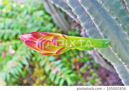 柱狀仙人掌芽(夏季,七月) 柱狀仙人掌芽(夏季,七月) 105002856