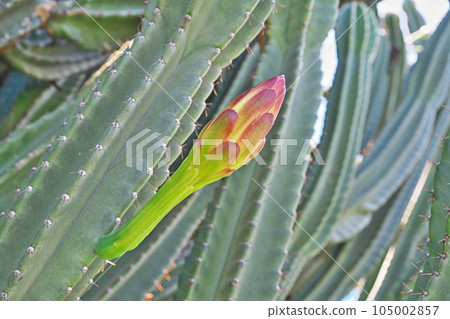 Column cactus buds (summer, July) Column cactus buds (summer, July) 105002857
