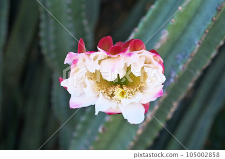 Pink columnar cactus flowers (summer, July) Pink columnar cactus flowers (summer, July) 105002858