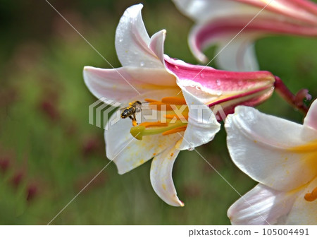 Honey bee visiting white lily Honey bee visiting white lily 105004491