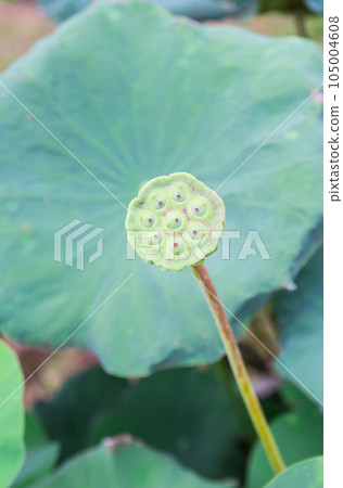 green seed of lotus green seed of lotus 105004608