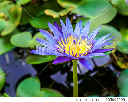 water lily lotus flower 105004609
