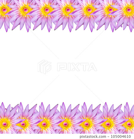 water lily lotus flower background water lily lotus flower background 105004610