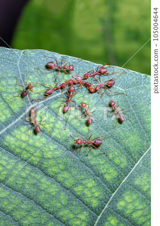 Close up red ant on green leaf in nature at thailand Close up red ant on green leaf in nature at thailand 105004644