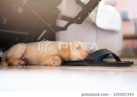 Labrador cub laying on slippers Labrador cub laying on slippers 105005393