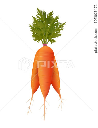 Fresh carrot bunch 3d image 105005471