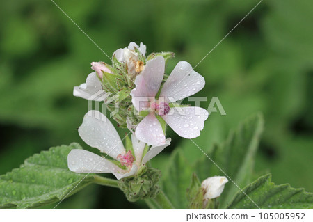 Pink marsh mallow flowers in close up with rain drops Pink marsh mallow flowers in close up with rain drops 105005952