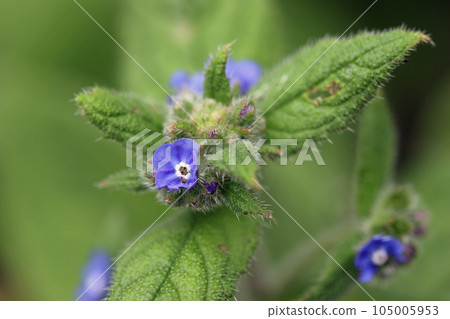 Green alkanet blue flowers in close up Green alkanet blue flowers in close up 105005953