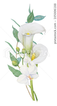 Watercolor clipart of white calla lily, orchid flower and eucaliptus branch. Handdrawn floral illustration for wedding invitations, floristic, beauty salon. Isolated composition of tropical water arum Watercolor clipart of white calla lily, orchid flower and eucaliptus branch. Handdrawn floral illustration for wedding invitations, floristic, beauty salon. Isolated composition of tropical water arum 105006188
