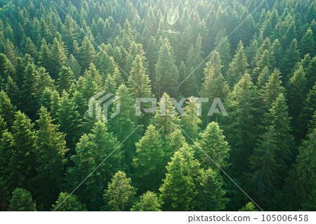 Aerial view of green pine forest with dark spruce trees. Nothern woodland scenery from above 105006458