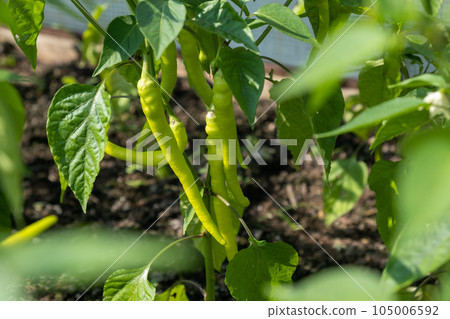 A lot of green peppers on a bush in a greenhouse. Peppers in a greenhouse. Plantation of green peppers. Organic farming, growth of young green hot peppers in a greenhouse. A lot of green peppers on a bush in a greenhouse. Peppers in a greenhouse. Plantation of green peppers. Organic farming, growth of young green hot peppers in a greenhouse. 105006592