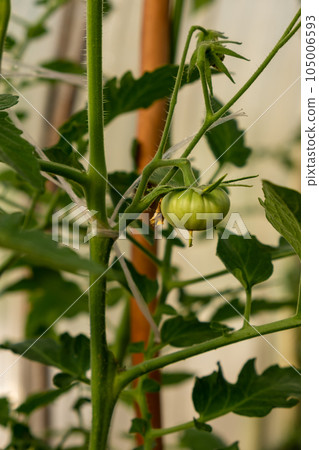 A lot of green tomatoes on a bush in a greenhouse. Tomato plants in greenhouse. Green tomatoes plantation. Organic farming, young tomato plants growth in greenhouse. 105006593
