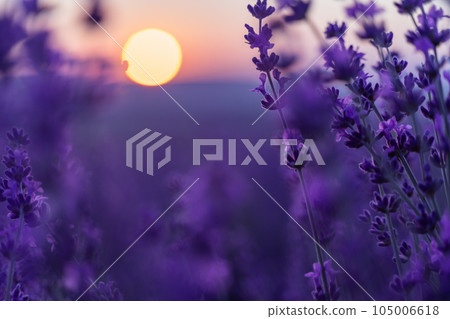 Lavender flower field. Violet lavender field sanset close up. Lavender flowers in pastel colors at blur background. Nature background with lavender in the field. Lavender flower field. Violet lavender field sanset close up. Lavender flowers in pastel colors at blur background. Nature background with lavender in the field. 105006618