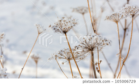 Beautiful Umbelliferae dried flowers covered with snow outdoor in winter, selected focus. 105006729