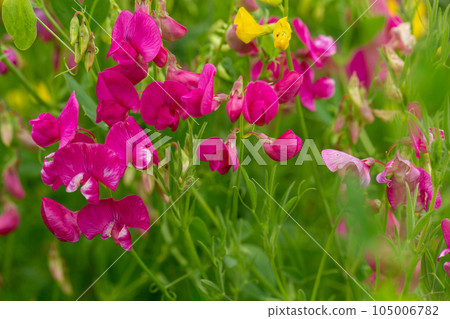 Tuberous pea plant in bloom in the meadow in summer, Lathyrus tuberosus, selective focus. Tuberous pea plant in bloom in the meadow in summer, Lathyrus tuberosus, selective focus. 105006782