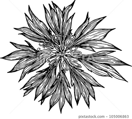 Vector hand drawn Cornflower illustration , knapweed isolated on white, lineart flower, doodle sketch, Centaurea botanical herb for design herbal tea, organic cosmetic, natural medicine Vector hand drawn Cornflower illustration , knapweed isolated on white, lineart flower, doodle sketch, Centaurea botanical herb for design herbal tea, organic cosmetic, natural medicine 105006863