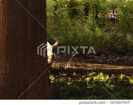 bright and dark cat 105007047