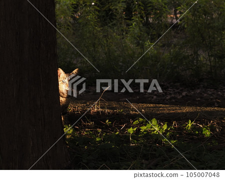 bright and dark cat 105007048