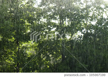 Heavy Rain. Summer Rain on Green Tree, Grass Background. CloseUp. Raining Day in Forest. Rainy weather. Tropical Downpour. Abstract Natural Backdrop. Extreme Weather Condition. Hail, Rain. Sunlight 105007100