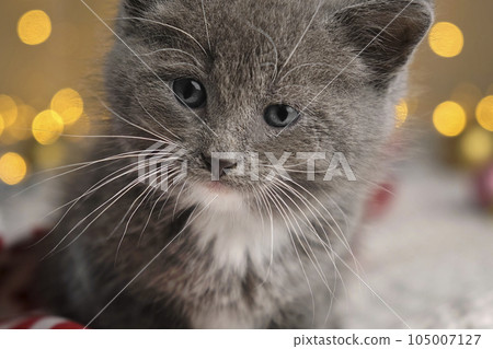 Christmas Cat. Small Gray Kitten Playing with Xmas Decorations, Balls, Looking to Camera. Kitty Preparing to Celebration. Funny Little Cat and Gift Box, Beige Blanket. Festive background. New Year Pet Christmas Cat. Small Gray Kitten Playing with Xmas Decorations, Balls, Looking to Camera. Kitty Preparing to Celebration. Funny Little Cat and Gift Box, Beige Blanket. Festive background. New Year Pet 105007127