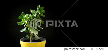 Crassula plant in a yellow pot isolated on a black background. Isolated Succulent plant. Potted tropical houseplant. Home minimal design. Crassula ovata, money tree. Home Garden, Flower Shop concept 105007206
