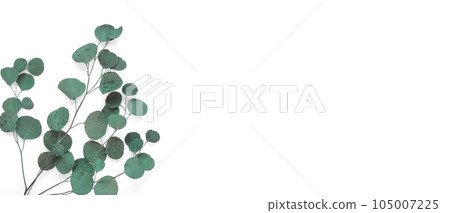 Eucalyptus branches on white background. Place for text. Green eucalyptus leaves isolated on white color. Floral layout. Horizontal banner mockup. Eucalyptus gunnii Silver Drop. Flat lay Top View 105007225