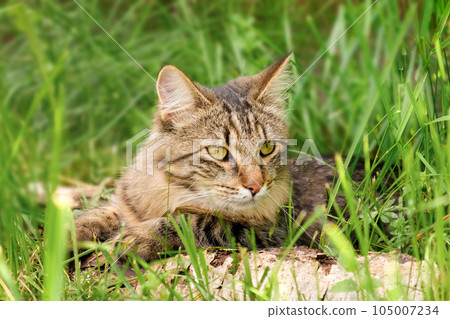 Cat languishes in the heat lying on the ground with its tongue out. Tabby domestic cat on a walk outdoors. The cat is sitting in green grass with open mouth. Walk with a pet cat summer heat. 4K video Cat languishes in the heat lying on the ground with its tongue out. Tabby domestic cat on a walk outdoors. The cat is sitting in green grass with open mouth. Walk with a pet cat summer heat. 4K video 105007234