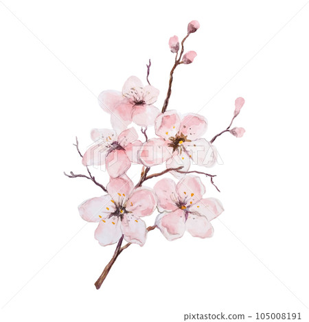 Watercolor Illustration With a Delicate Flowering Twig. Watercolor Illustration With a Delicate Flowering Twig. 105008191
