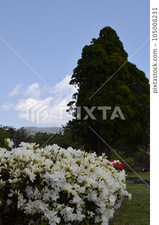 Azaleas in full bloom 105008231