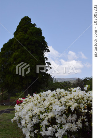 Azaleas in full bloom 105008232