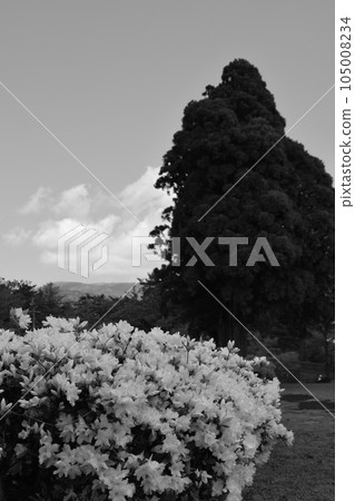 杜鵑花盛開 杜鵑花盛開 105008234