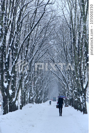 Lonely girl under umbrella walking in winter park during snowfall 105008350