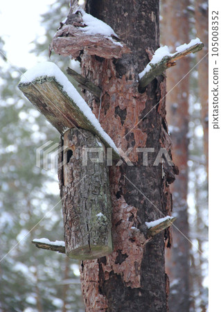 Birdhouse on crumpled pine tree in winter forest. Nestling box in wood Birdhouse on crumpled pine tree in winter forest. Nestling box in wood 105008352