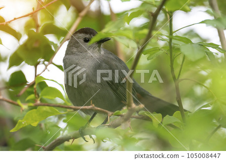 A Gray Catbird bird perched on a tree branch in summer Florida shrubs 105008447