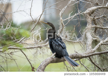 A big anhinga bird resting on tree branch in Florida wetlands A big anhinga bird resting on tree branch in Florida wetlands 105008449