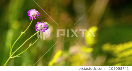 Flowers, field scabious plant on green blurred grass. Banner background with copy space for text 105008741