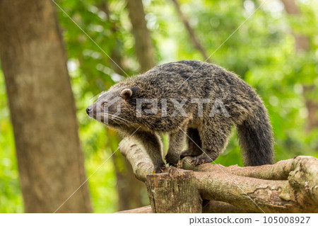 Binturong or philipino bearcat walking on the trees, Palawan, Philippines Binturong or philipino bearcat walking on the trees, Palawan, Philippines 105008927