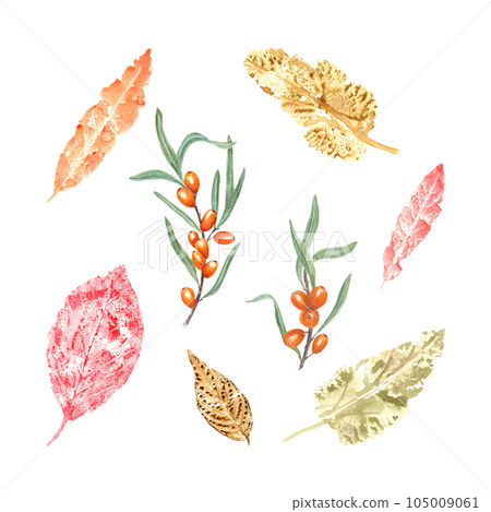 Imprints of autumn leaves, sea buckthorn isolated on white background. Set of fall dry leaves, ripe fresh berries. Watercolor illustration of colorful leaf silhouettes for poster, frame Imprints of autumn leaves, sea buckthorn isolated on white background. Set of fall dry leaves, ripe fresh berries. Watercolor illustration of colorful leaf silhouettes for poster, frame 105009061