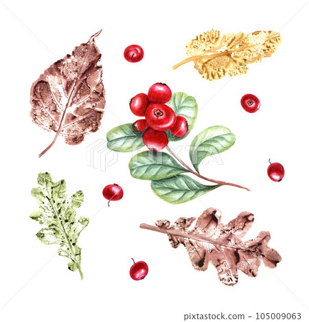 Colorful autumn leaves imprints, ripe cranberries isolated on white background. Set of fall dry leaves and berries. Watercolor illustration of silhouettes for prints, cards design, texture Colorful autumn leaves imprints, ripe cranberries isolated on white background. Set of fall dry leaves and berries. Watercolor illustration of silhouettes for prints, cards design, texture 105009063