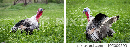 turkey grazing on green grass in the village turkey grazing on green grass in the village 105009293