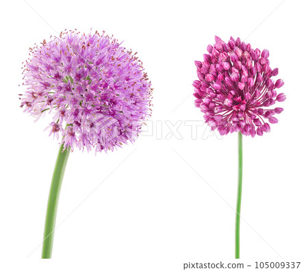 the flower of wild garlic isolated on white background. the flower of wild garlic isolated on white background. 105009337