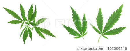 Marijuana leaf, green cannabis leaf isolated on white background. Marijuana leaf, green cannabis leaf isolated on white background. 105009346