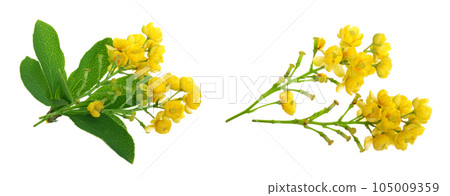 Flowers of barberries with leaves isolated on white background Flowers of barberries with leaves isolated on white background 105009359