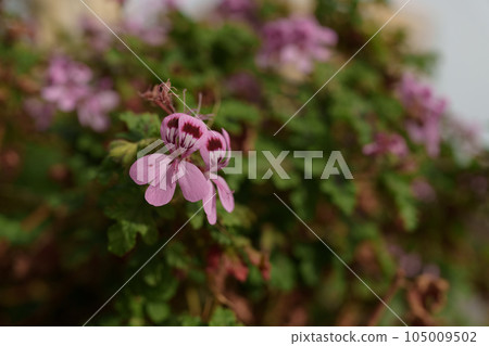 Pelargonium purple flowers closeup photo 105009502